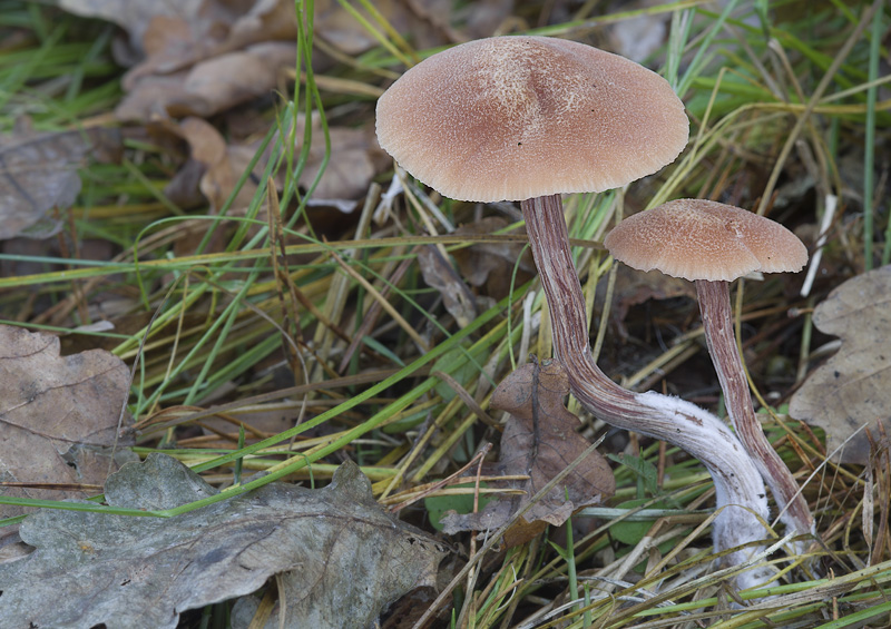 Laccaria proxima